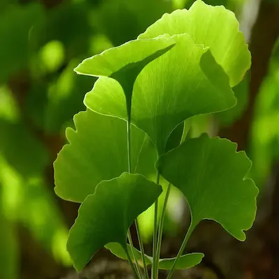 Zeneara is made of Ginkgo biloba extract