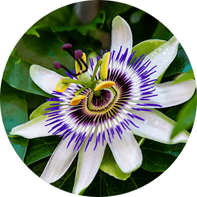 Zeneara is made of Passion Flower Powder